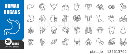 Human internal organs . Medical outline icon . Editable stroke . Vector . 125615762