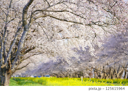 菜の花と桜の並木道 秋田県大潟村 菜の花と桜の並木道 秋田県大潟村 125615964