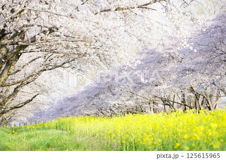 菜の花と桜の並木道 秋田県大潟村 菜の花と桜の並木道 秋田県大潟村 125615965