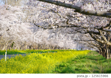 菜の花と桜の並木道　秋田県大潟村 125615966