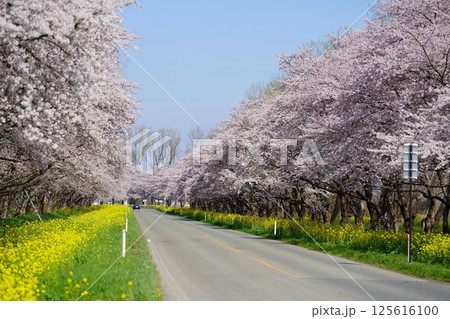 菜の花と桜の並木道 秋田県大潟村 菜の花と桜の並木道 秋田県大潟村 125616100