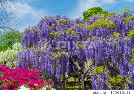 あしかがフラワーパーク あしかがフラワーパーク 125616111