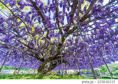 あしかがフラワーパーク 125616115