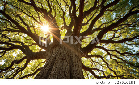 majestic view of large tree with sprawling branches and vibrant green leaves, captured from below with sunlight streaming through foliage, creating serene and inspiring atmosphere. 125616191