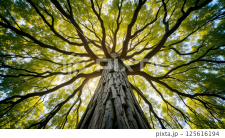 majestic tree with sprawling branches and vibrant green leaves, viewed from below, creating mesmerizing canopy against sunlight. textured bark adds depth and natural beauty. 125616194