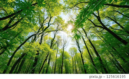 serene forest scene with tall trees and vibrant green leaves, illuminated by sunlight filtering through canopy, creating peaceful and refreshing atmosphere. 125616195