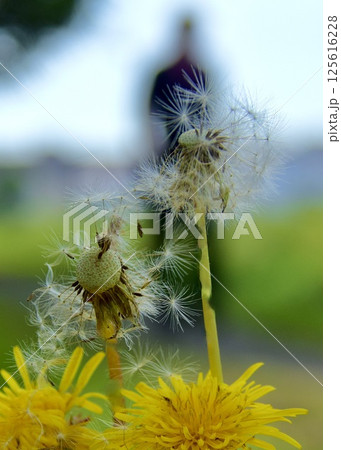 タンポポが咲いている散歩道。 タンポポが咲いている散歩道。 125616228