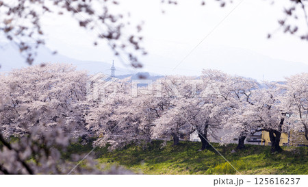 Sakura and cherry blossom in Hitome Senbonzakura, Sendai, Japan in spring season	 125616237