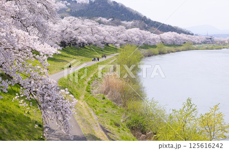 Sakura and cherry blossom in Hitome Senbonzakura, Sendai, Japan in spring season	 125616242