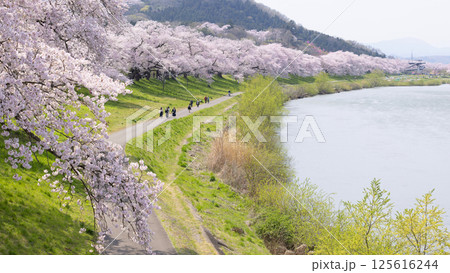 Sakura and cherry blossom in Hitome Senbonzakura, Sendai, Japan in spring season Sakura and cherry blossom in Hitome Senbonzakura, Sendai, Japan in spring season 125616244