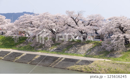 Sakura and cherry blossom in Hitome Senbonzakura, Sendai, Japan in spring season Sakura and cherry blossom in Hitome Senbonzakura, Sendai, Japan in spring season 125616245
