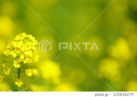 一面の菜の花　背景画像 125616274