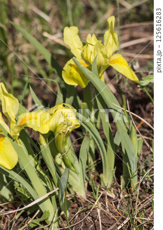 Iris pseudacorus, commonly known as the yellow iris 125616283