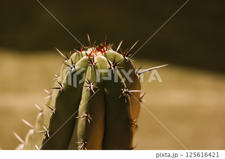 Close-up of green cacti in a garden. Cactus with spines to defend themselves from herbivores. Cacti on natural background in sunlight. Desert plant. Close-up of green cacti in a garden. Cactus with spines to defend themselves from herbivores. Cacti on natural background in sunlight. Desert plant. 125616421