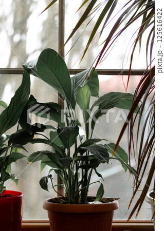 Houseplants in flower pots growing on a windowsill against a window vertical background. Potted Spathiphyllum, Dracaena palm tree in daylight indoors. Houseplants in flower pots growing on a windowsill against a window vertical background. Potted Spathiphyllum, Dracaena palm tree in daylight indoors. 125616422