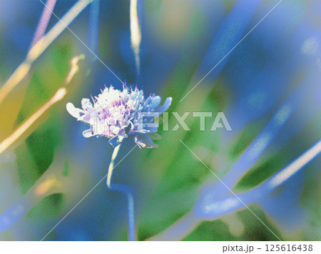 Flowers in summer meadow. Scabiosa atropurpurea lilac flower on long stem among plants, grasses. Floral artwork with double exposure. Grainy texture.  125616438