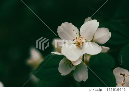 White jasmine flowers on a flowering shrub in spring garden. Small fragrant flower buds. Floral springtime aesthetic wallpaper for digital print. White jasmine flowers on a flowering shrub in spring garden. Small fragrant flower buds. Floral springtime aesthetic wallpaper for digital print. 125616441