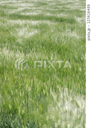 風に揺れる麦畑 125616489