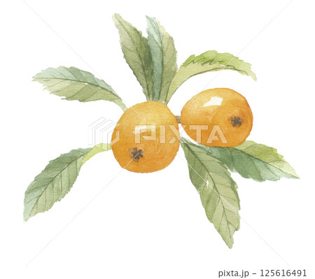 水彩で描いた枇杷 葉付き 水彩で描いた枇杷 葉付き 125616491