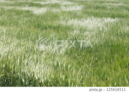 風に揺れる小麦 125616511