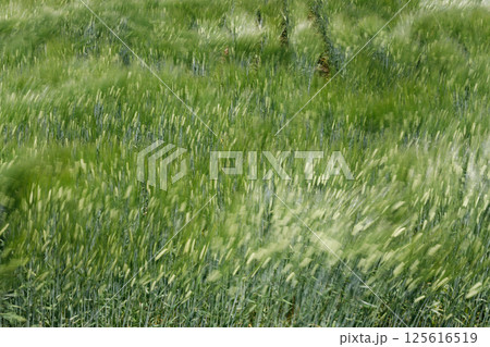 風に揺れる小麦 風に揺れる小麦 125616519