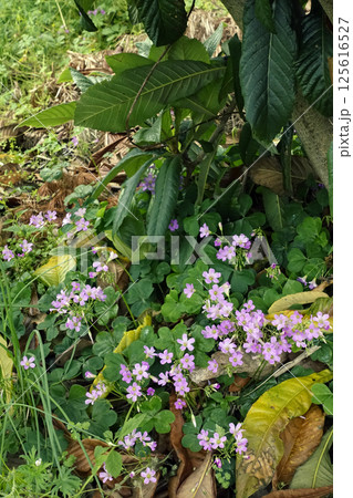 春4月ビワの木の下に咲く小さなピンクのムラサキカタバミの花 125616527