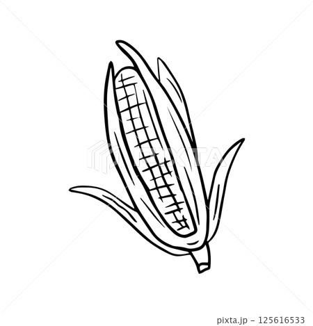 A corncob, a hand-drawn icon. Corn cob, doodle-style vegetables, realistic contour drawing of harvest, plantation, farm. 125616533