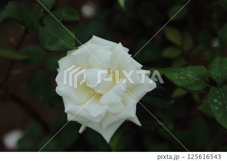 荒尾市　おもやい市民花壇　バラの花、 125616543