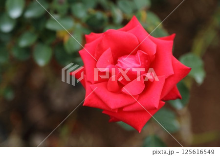 荒尾市 おもやい市民花壇 バラの花、 荒尾市 おもやい市民花壇 バラの花、 125616549