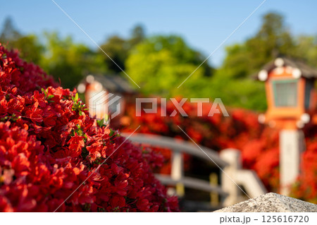 キリシマつつじ キリシマつつじ 125616720