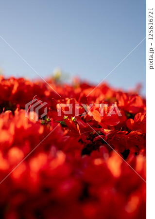 キリシマつつじ 125616721