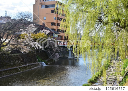 日本の岐阜県 春の高山市 満開の桜と観光名所の中橋と宮川 周辺の街並みと美しい青空 日本の岐阜県 春の高山市 満開の桜と観光名所の中橋と宮川 周辺の街並みと美しい青空 125616757