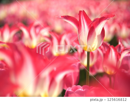 4月に咲いたピンク色のカラフルなチューリップ「チアリーダー」 125616812