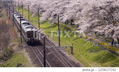 JR east train pass through the hitome senbonzakura cherry blossoms JR east train pass through the hitome senbonzakura cherry blossoms 125617142