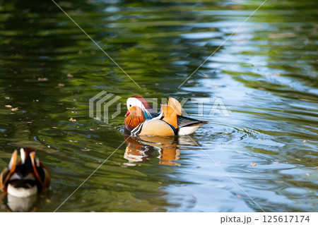 A beautiful male mandarin duck swimming in the lake. Close-up photo. Nature and wild birds A beautiful male mandarin duck swimming in the lake. Close-up photo. Nature and wild birds 125617174