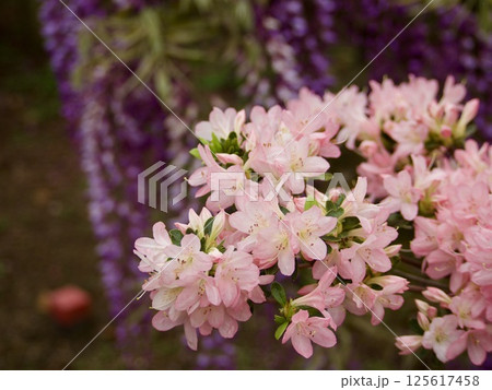 ツツジ ツツジ 125617458