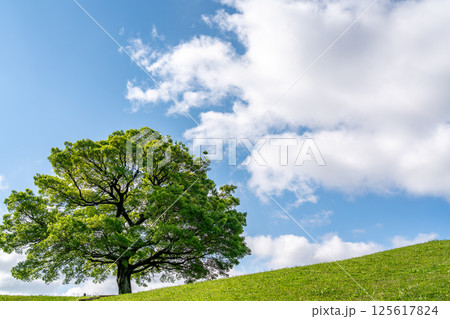 【神奈川県】青空と一本の大きな木 125617824