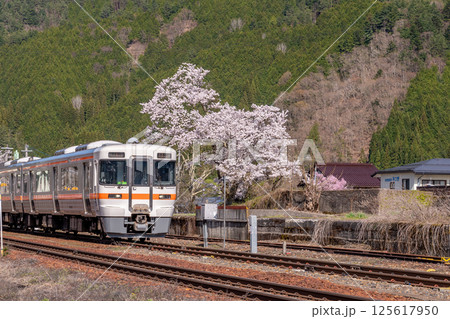 飛騨の桜 125617950