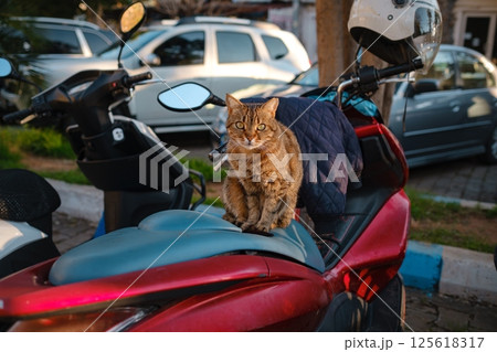 Street cat of Turkey roam freely, lounging, playing, and exploring the vibrant streets, creating charming scenes of daily life in urban and rural settings. Kas resort village Street cat of Turkey roam freely, lounging, playing, and exploring the vibrant streets, creating charming scenes of daily life in urban and rural settings. Kas resort village 125618317