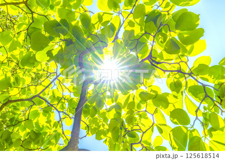 日本の横浜都市景観 希望の光…新緑のハクモクレン。エコロジー、高潔な心、自然への愛などのイメージ… 日本の横浜都市景観 希望の光…新緑のハクモクレン。エコロジー、高潔な心、自然への愛などのイメージ… 125618514