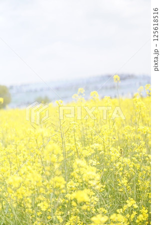 ネモフィラと菜の花 ネモフィラと菜の花 125618516