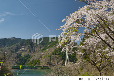 湖の周りを彩る〜桜色舞うころ　音水湖　兵庫県 125618531