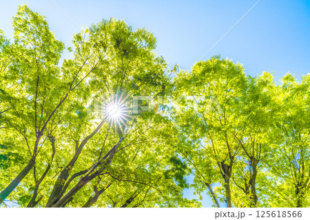 日本の横浜都市景観 新緑の季節…。木漏れ日…緑のイメージ…=4月30日 日本の横浜都市景観 新緑の季節…。木漏れ日…緑のイメージ…=4月30日 125618566
