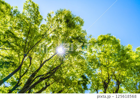 日本の横浜都市景観 新緑の季節…。木漏れ日…緑のイメージ…＝4月30日 125618568