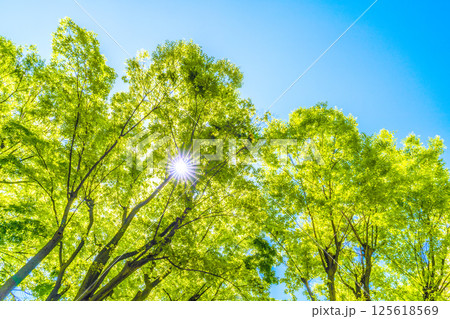 日本の横浜都市景観 新緑の季節…。木漏れ日…緑のイメージ…＝4月30日 125618569