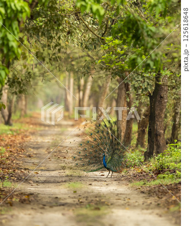 Indian peafowl or Pavo cristatus male peacock display wings open dancing full colorful wingspan to attract female in natural green Terai Arc Landscape forest pilibhit national park uttar pradesh india Indian peafowl or Pavo cristatus male peacock display wings open dancing full colorful wingspan to attract female in natural green Terai Arc Landscape forest pilibhit national park uttar pradesh india 125618648