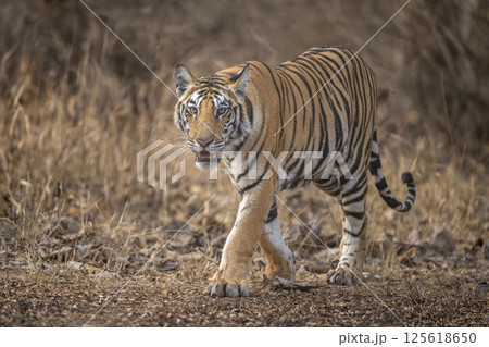 wild sub adult male bengal tiger or panthera tigris head on walking with eye contact at panna national park forest reserve madhya pradesh india during summer season morning safari wild sub adult male bengal tiger or panthera tigris head on walking with eye contact at panna national park forest reserve madhya pradesh india during summer season morning safari 125618650