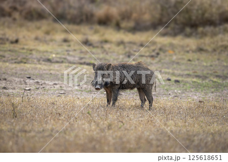 wild male Indian boar or Andamanese pig or Moupin pig or Sus scrofa cristatus in natural scenic green open field grassland area at ranthambore national park forest tiger reserve rajasthan india asia wild male Indian boar or Andamanese pig or Moupin pig or Sus scrofa cristatus in natural scenic green open field grassland area at ranthambore national park forest tiger reserve rajasthan india asia 125618651