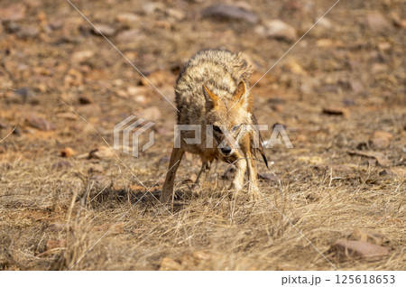 Wild indian golden jackal or Canis aureus indicus stress face expression head on trying to escape in summer season morning safari at ranthambore national park forest tiger reserve rajasthan india 125618653