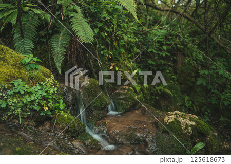 Lush forest stream. Beautiful mountain spring of water in the tropical jungle 125618673